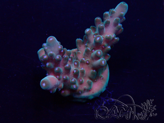 WYSIWYG Acropora Maricultuur geacclimatiseerd LED
