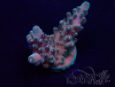 WYSIWYG Acropora Maricultuur geacclimatiseerd LED