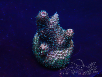 WYSIWYG Acropora Marikultur akklimatisiert LED