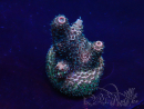 WYSIWYG Acropora Maricultuur geacclimatiseerd LED