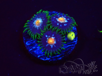 WYSIWYG - JF Zoanthus Stargazer 2A9