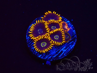 WYSIWYG - Zoanthus Rainbow Hornet 2C1