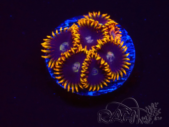 WYSIWYG - Zoanthus Rainbow Hornet 2C7