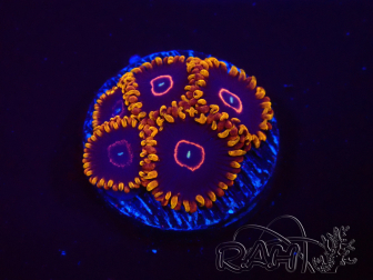 WYSIWYG - Zoanthus Red Hornet 2D1