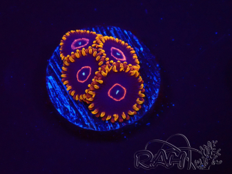 WYSIWYG - Zoanthus Red Hornet 2D2