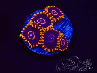 WYSIWYG - Zoanthus Red Hornet 2D5