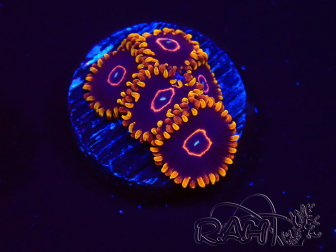 WYSIWYG - Zoanthus Red Hornet 2D9
