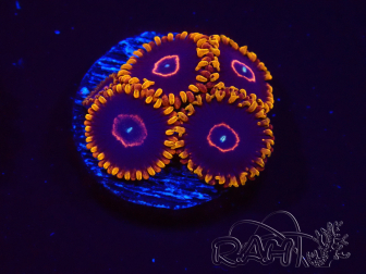 WYSIWYG - Zoanthus Red Hornet 2D11