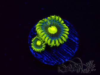 WYSIWYG - Zoanthus Corona 2E1