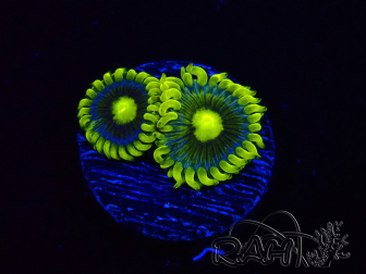 WYSIWYG - Zoanthus Corona 2E6