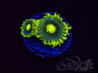 WYSIWYG - Zoanthus Corona 2E8