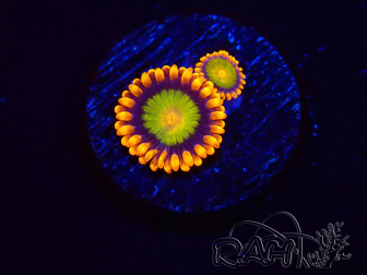 WYSIWYG - Zoanthus Orange Mandarin