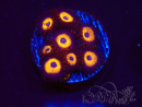 WYSIWYG - Zoanthus Johnny's Pumpkin Seed