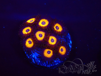 WYSIWYG - Zoanthus Johnny's Pumpkin Seed 2F9