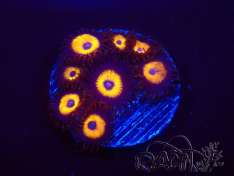 WYSIWYG - Zoanthus Johnny's Pumpkin Seed 2F11