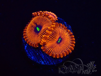 WYSIWYG - Zoanthus Red PPE