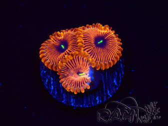 WYSIWYG - Zoanthus Red PPE 2G2