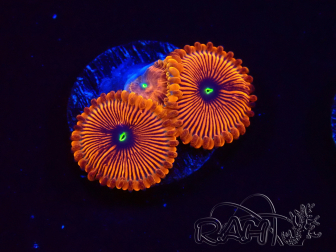 WYSIWYG - Zoanthus Red PPE 2G3