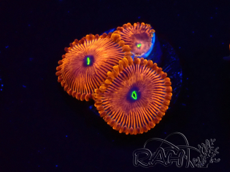 WYSIWYG - Zoanthus Red PPE 2G4
