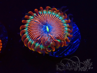 WYSIWYG - Zoanthus Happy People Eater 2I1