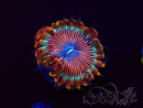 WYSIWYG - Zoanthus Happy People Eater 2I3