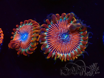 WYSIWYG - Zoanthus Happy People Eater 2I4