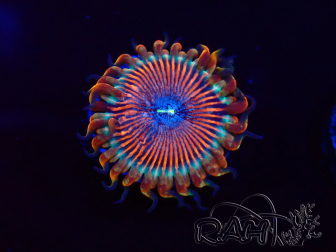 WYSIWYG - Zoanthus Happy People Eater 2I5