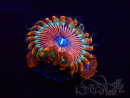 WYSIWYG - Zoanthus Happy People Eater 2I6
