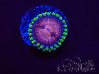 WYSIWYG - Zoanthus Space Monster 2I9