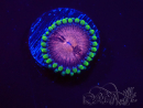 WYSIWYG - Zoanthus Space Monster 2I9