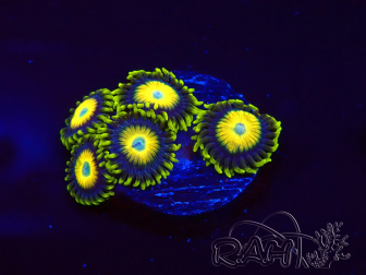 WYSIWYG Zoanthus Scrambled Eggs