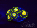 WYSIWYG Zoanthus Scrambled Eggs