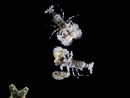 Hymenocera picta Cría Francia 1.5-2 cm RAH