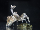 Hymenocera picta Cría Francia 1.5-2 cm RAH