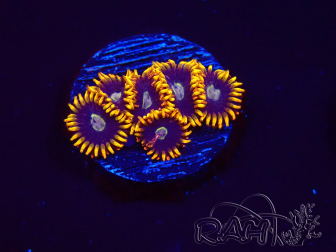 WYSIWYG - Zoanthus Rainbow Hornet 2M1