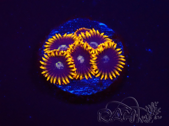 WYSIWYG - Zoanthus Rainbow Hornet 2M3