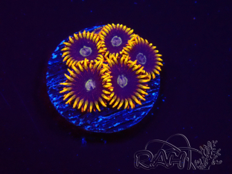 WYSIWYG - Zoanthus Rainbow Hornet 2M5