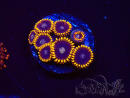 WYSIWYG - Zoanthus Rainbow Hornet
