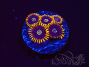 WYSIWYG - Zoanthus Rainbow Hornet 2M7