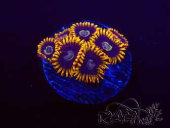 WYSIWYG - Zoanthus Rainbow Hornet 2M8