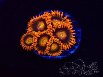 WYSIWYG - Zoanthus Orange Oxyde