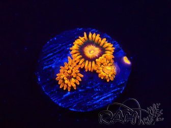WYSIWYG - Zoanthus Orange Oxyde 2N6