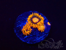 WYSIWYG - Zoanthus Orange Oxyde 2N6