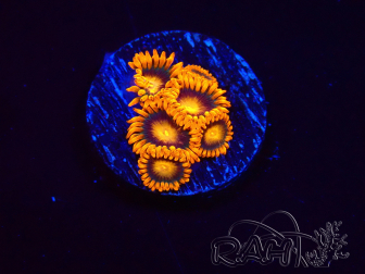 WYSIWYG - Zoanthus Orange Oxyde 2N7