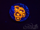 WYSIWYG - Zoanthus Orange Oxyde 2N7