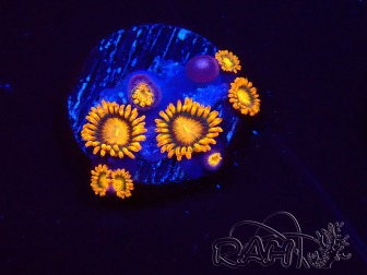 WYSIWYG - Zoanthus Orange Oxyde