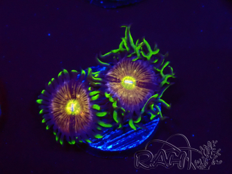 WYSIWYG - WWC Nirvana Palythoa 2P6