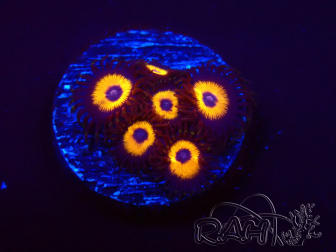 WYSIWYG - Zoanthus Johnny's Pumpkin Seed 2Q2