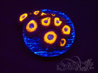 WYSIWYG - Zoanthus Johnny's Pumpkin Seed