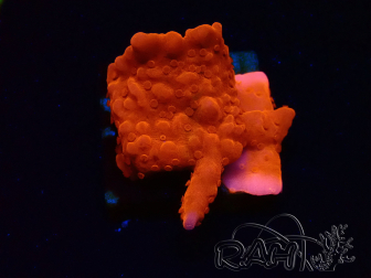 WYSIWYG Montipora Setosa